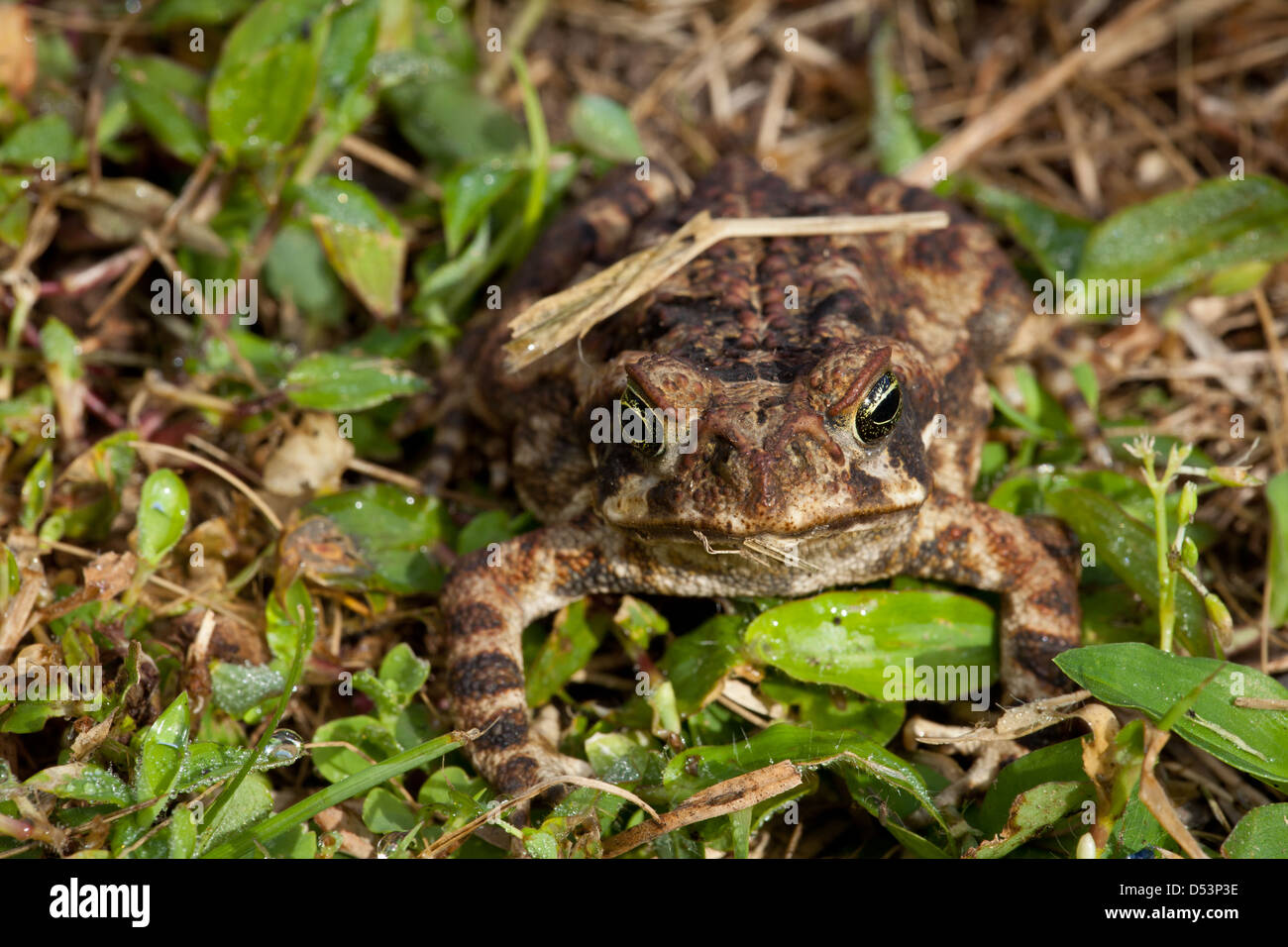 Frosch auf dem Boden im Nationalpark La Amistad, Chiriqui Provinz, Republik von Panama. Stockfoto