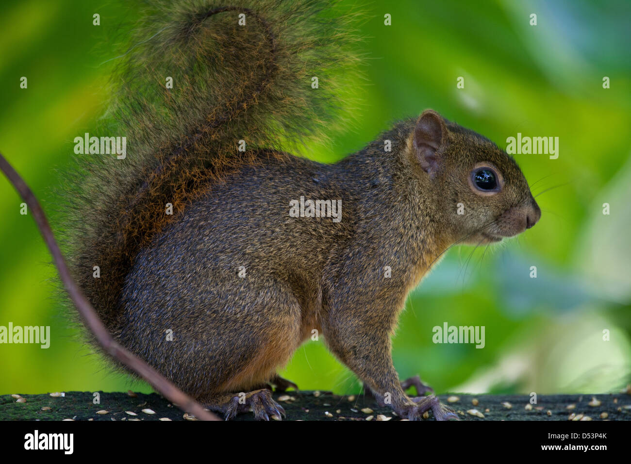 Montane Eichhörnchen, Syntheoscirius brochus, bei Los Quetzales Lodge, La Amistad Nationalpark, Provinz Chiriqui, Republik Panama. Stockfoto