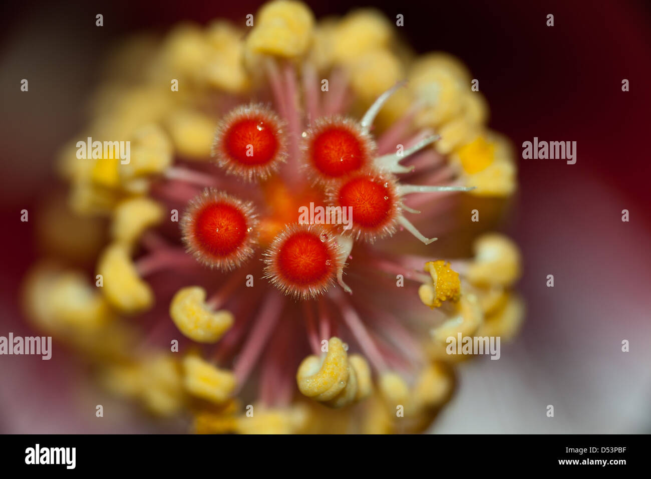 Details im Inneren einen Hibiskus blühen im Garten am Cielito Sur, in der Nähe von Cerro Punta, Chiriqui Provinz, Republik von Panama. Stockfoto