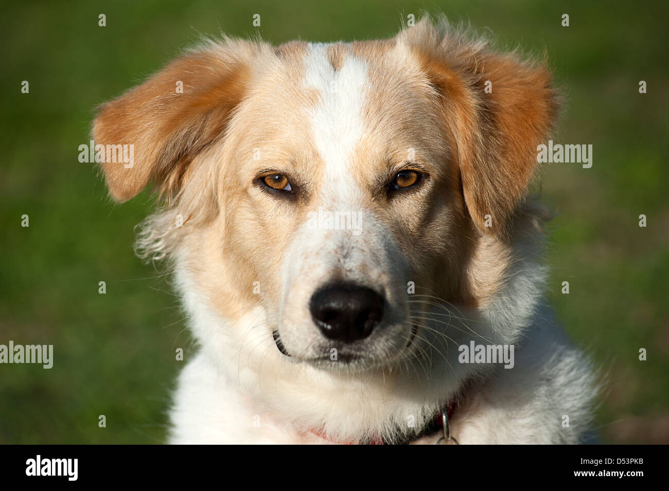 Porträt eines halben Rasse Hund. Stockfoto