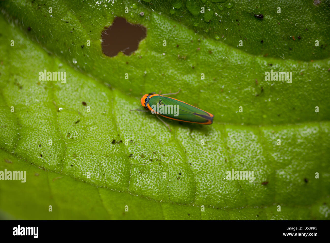 Grün und Orange Käfer im Regenwald von Soberania Nationalpark, Republik von Panama. Stockfoto
