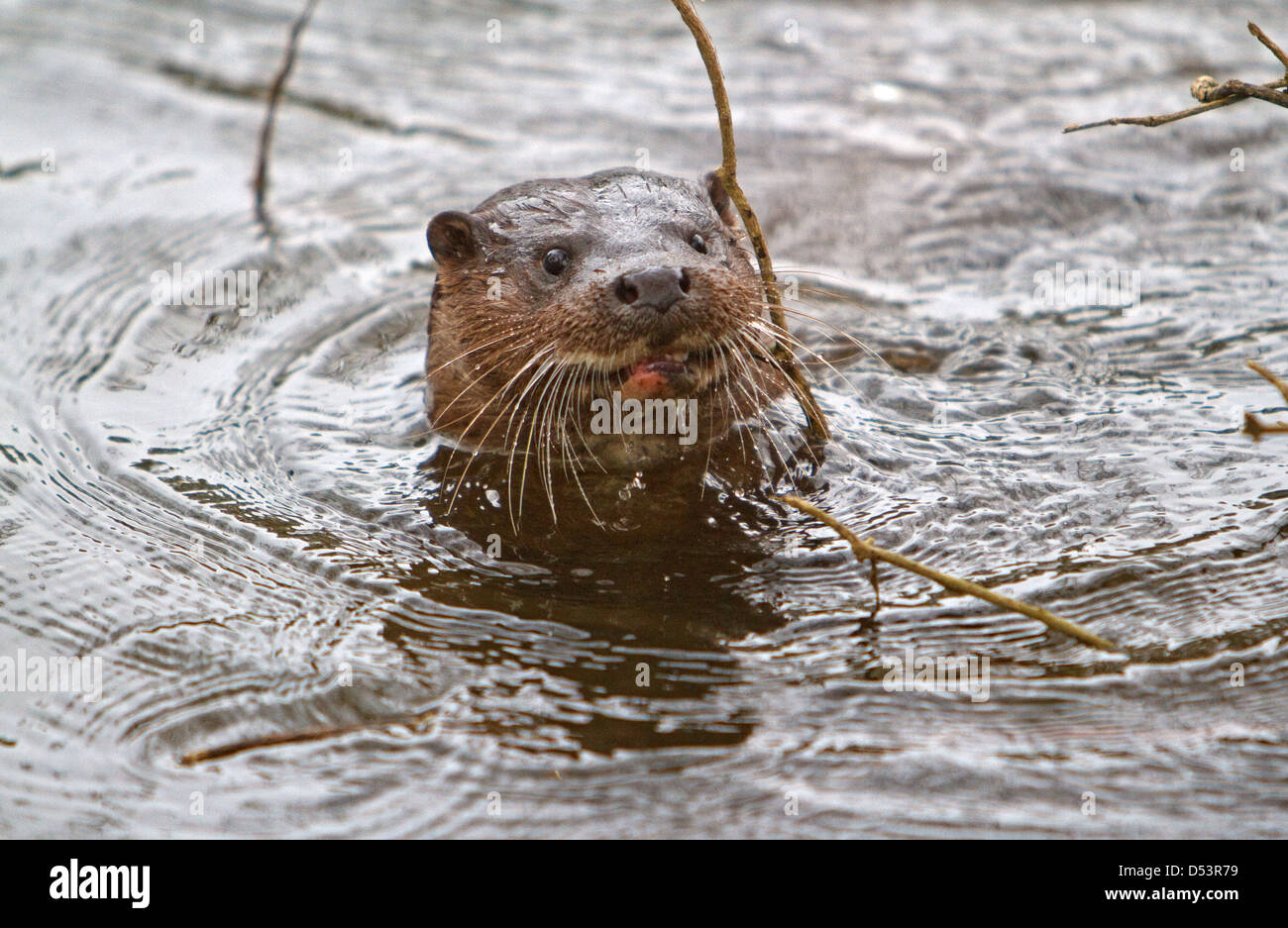 Einen Otter im Laufe des Tages am Ufer Flusses in Thetford, Norfolk Stockfoto