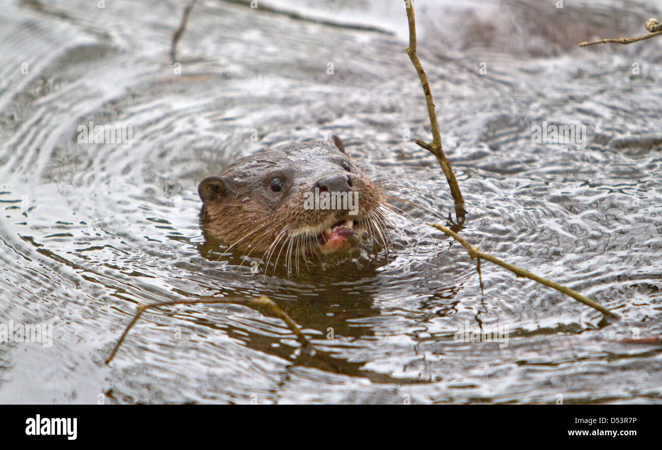 Einen Otter im Laufe des Tages am Ufer Flusses in Thetford, Norfolk Stockfoto