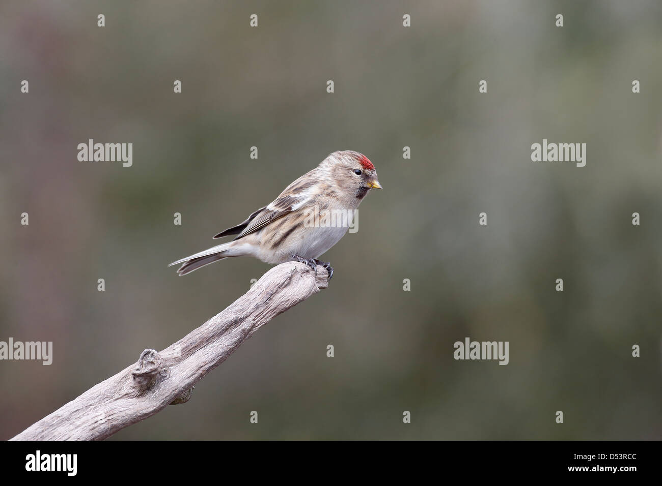 Geringerem Redpoll, Zuchtjahr Kabarett, einziger Vogel auf Zweig, Warwickshire, März 2013 Stockfoto