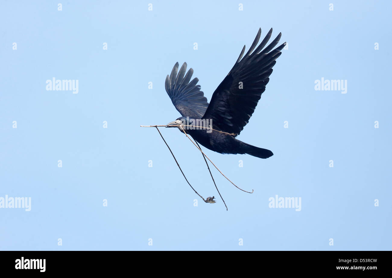 Rook, Corvus Frugilegus, einziger Vogel im Flug mit Nest-Stick, Warwickshire, März 2013 Stockfoto