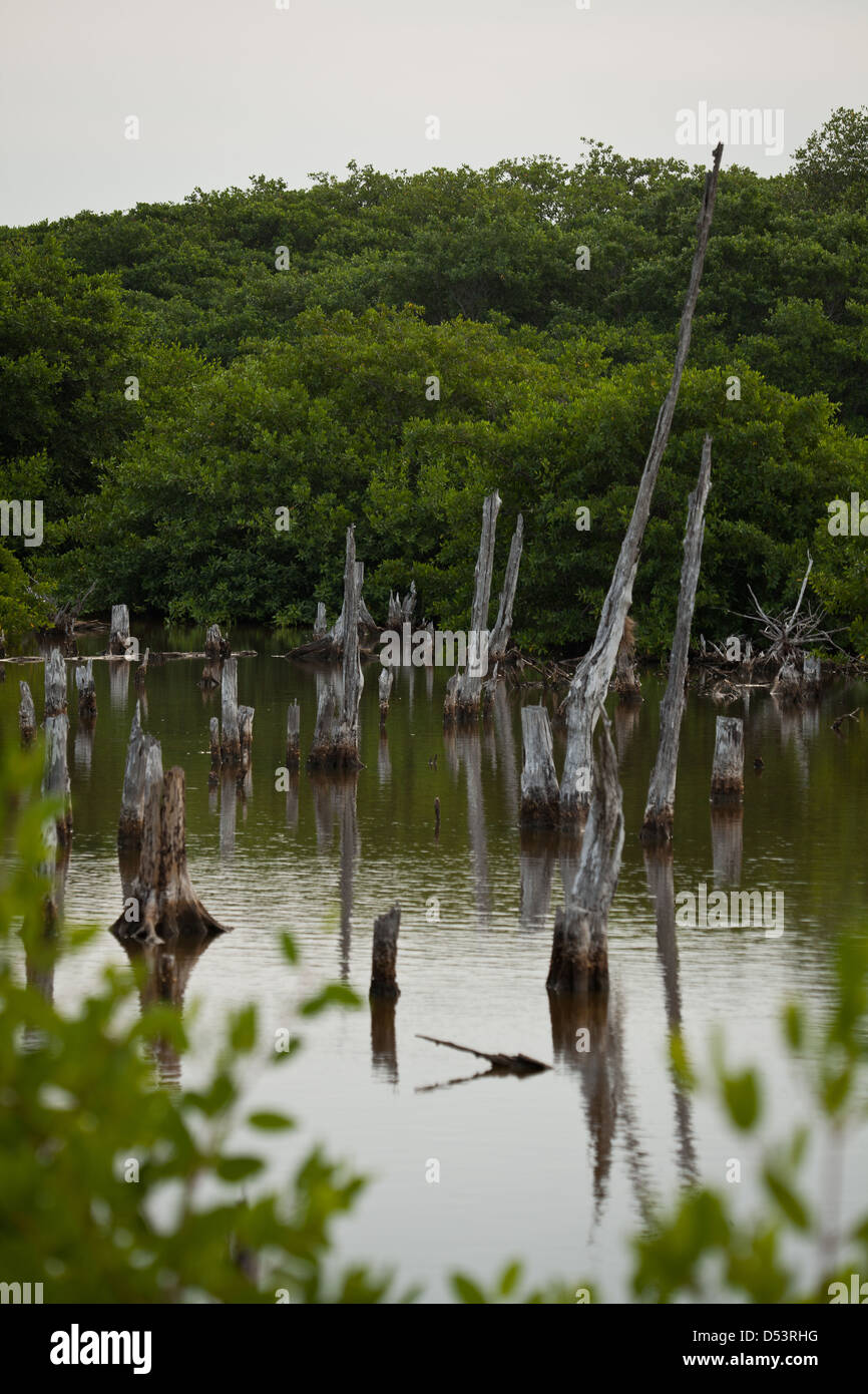Mangrovenwald am Punta Chame, Pazifikküste, Provinz Panama, Republik von Panama. Stockfoto