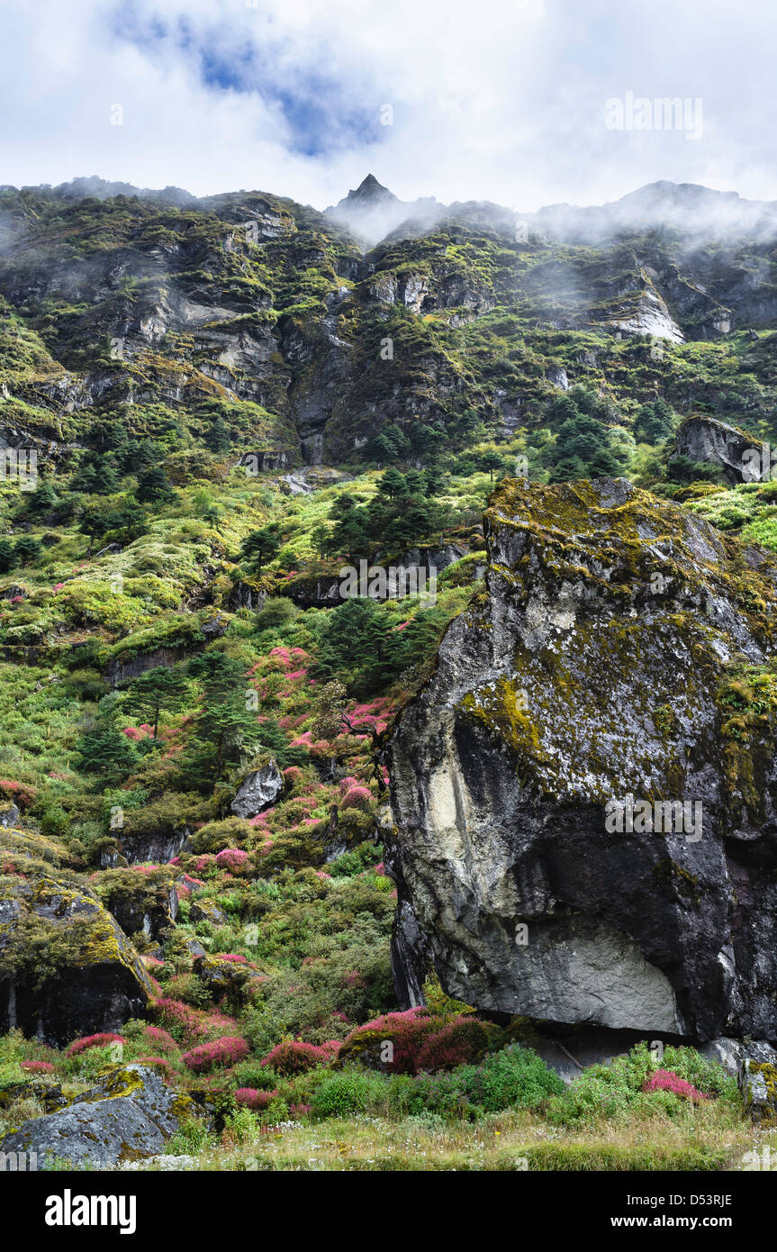 Hohe Berge und alpinen Pflanzen, die wachsen an Felswänden in der Nähe von Tawang im Westen Arunachal Pradesh, Nordost-Indien. Stockfoto