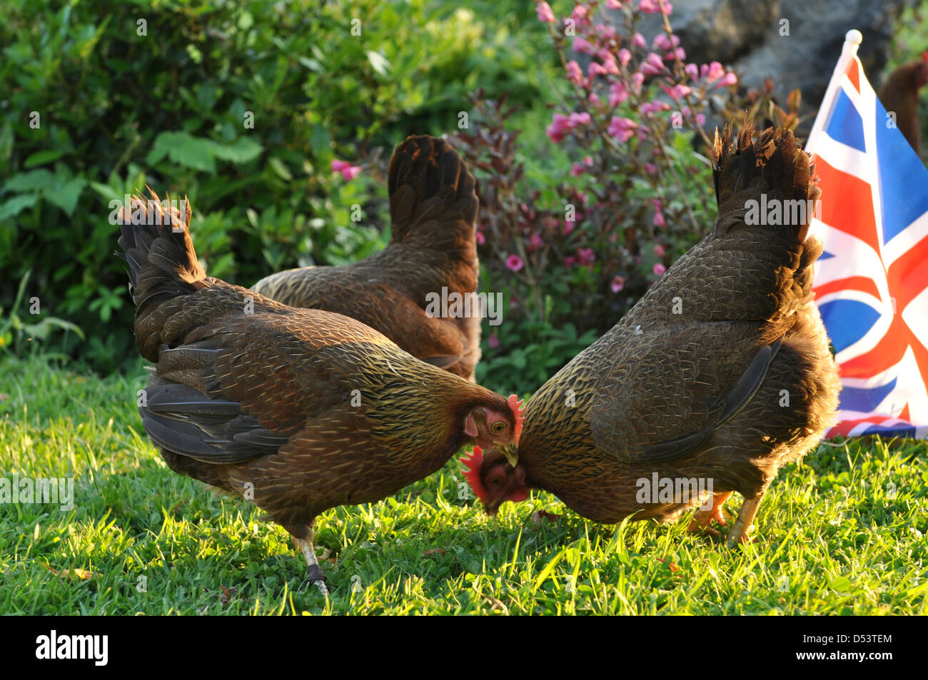 Drei glückliche Welsummer Hennen im englischen Garten Stockfoto