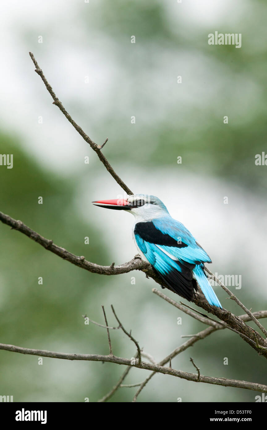 Nahaufnahme einer Woodland Kingfisher Halcyon Senegalensis Seite auf thront in einem Baum Stockfoto