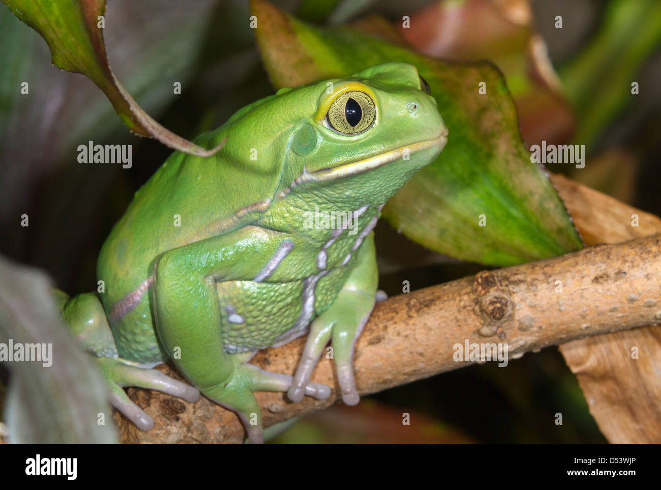 Wachsartige Affe Blatt Frosch (Phyllomedusa Sauvagii) Porträt. Stockfoto