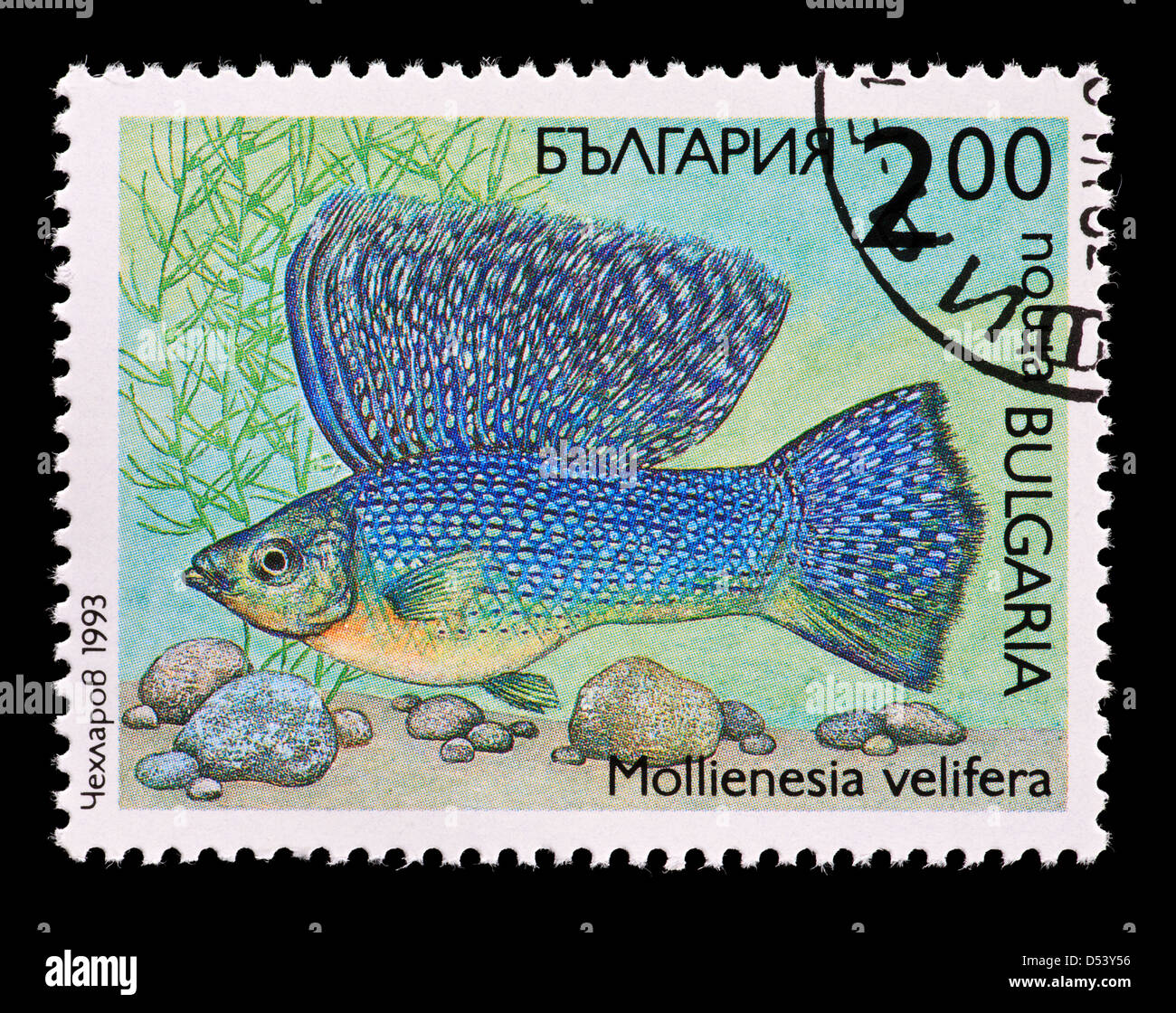 Briefmarke aus Bulgarien, die Darstellung eines tropischen Fisches Molly (Poecilia Velifera) Stockfoto