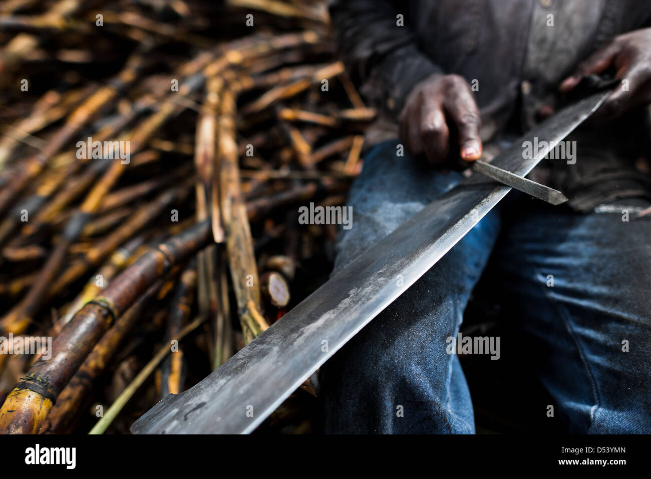 Ein Zuckerrohr Messer schärft seine Machete auf einer Plantage in der Nähe von Florida, Valle del Cauca, Kolumbien. Stockfoto