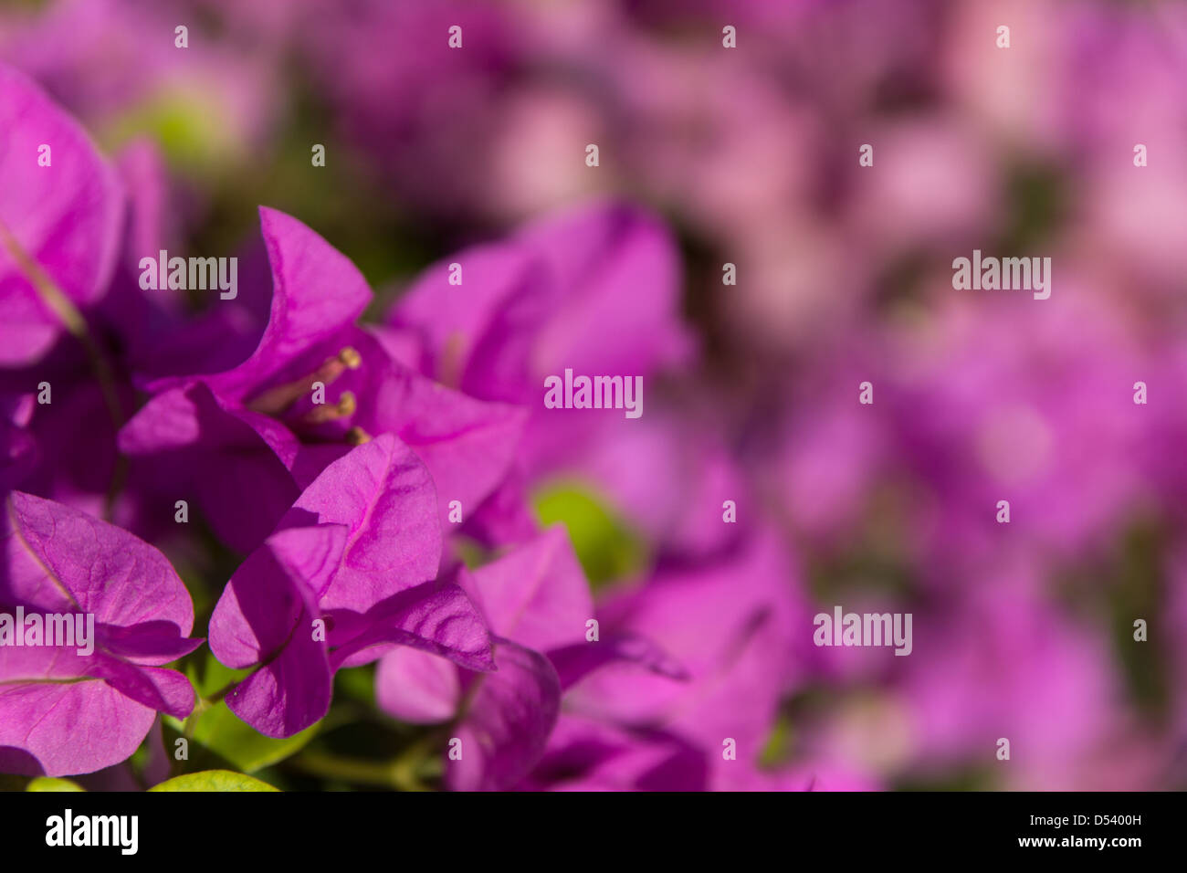 Rosa Bougainvillea-Blüten-soft-Fokus Stockfoto