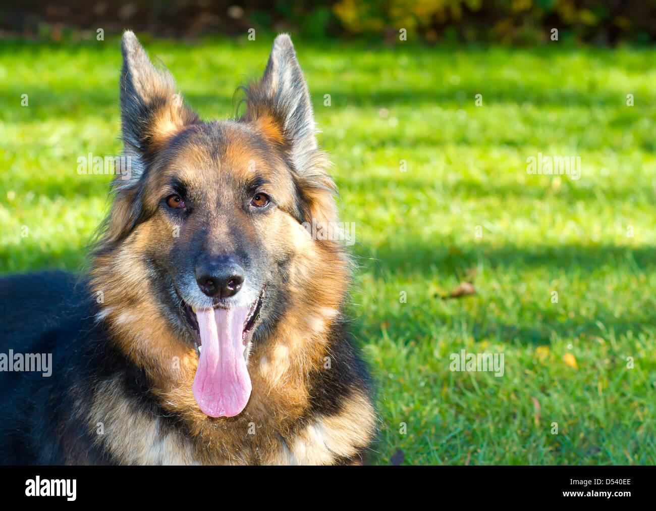 Ein gepflegtes, Stammbaum, langhaarigen Schäferhund mit vier Jahren Stockfoto