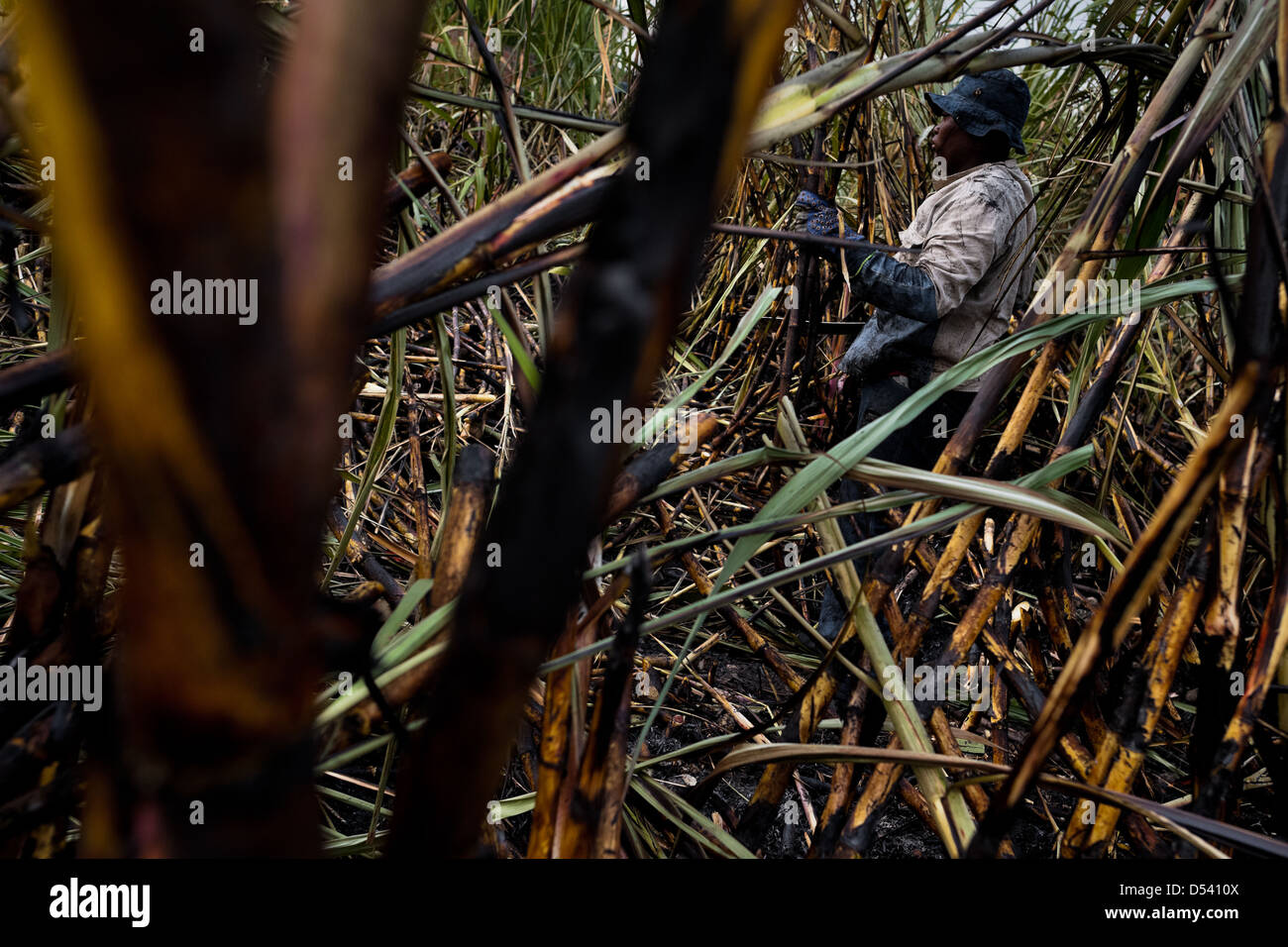 Ein Zuckerrohr-Cutter arbeitet auf einer Plantage in der Nähe von Florida, Valle del Cauca, Kolumbien. Stockfoto