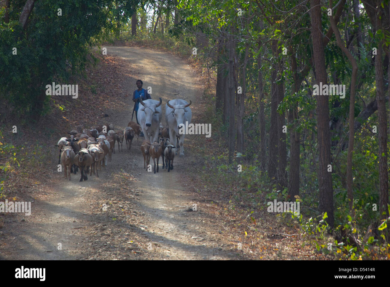 Auf El Aguacate Hof führt ein Rancher seine Herde auf einen Weg, Nicaragua Stockfoto