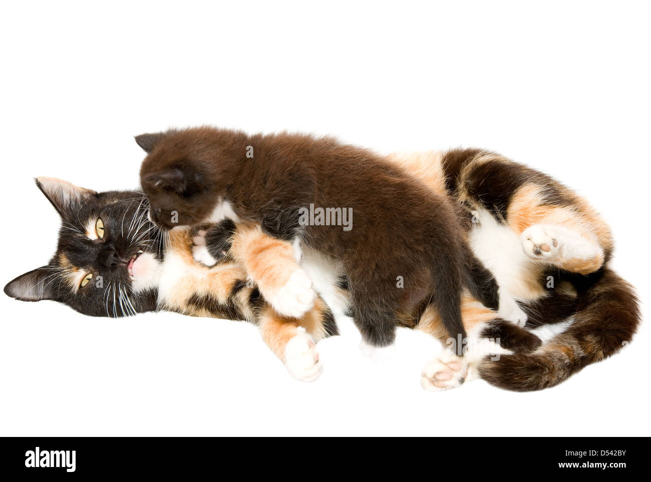 Katze mit einem Kätzchen auf dem weißen Hintergrund Stockfoto