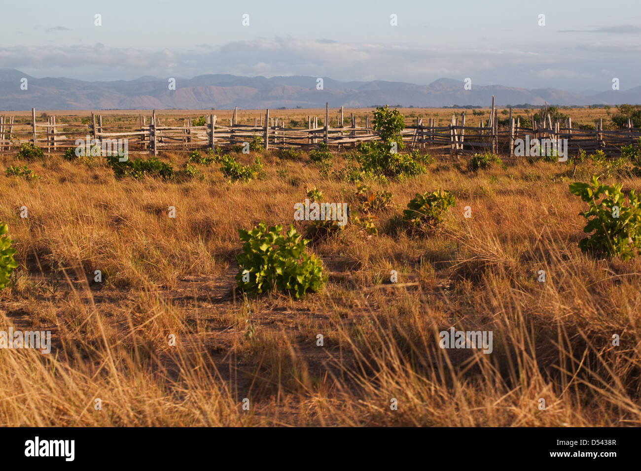 Savanne-Grasland mit Kanuku Bergen. Nord-Fisch. November. Guyana. Süd-Amerika. Stockfoto