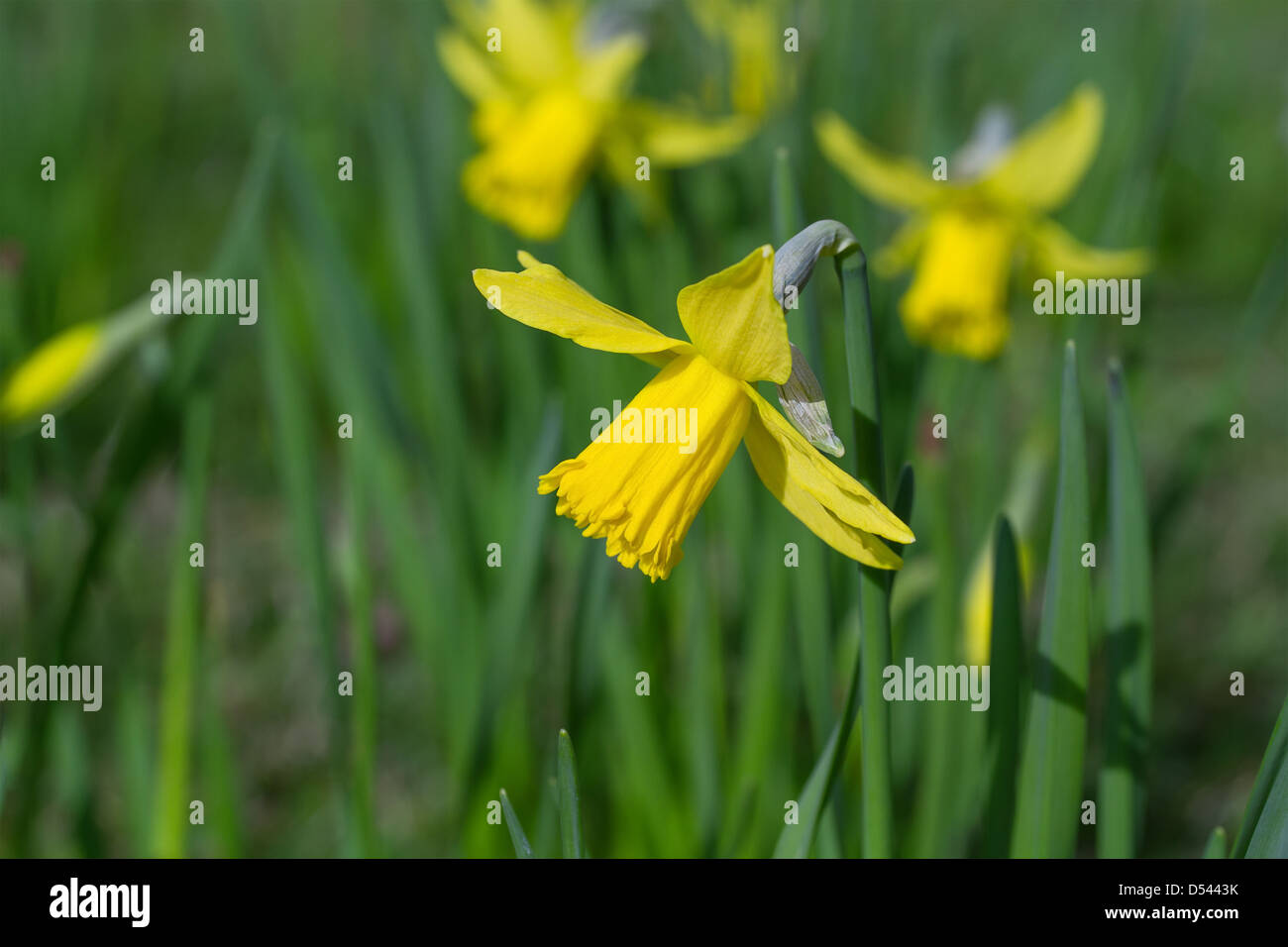 Narzisse Blüte Nahaufnahme Stockfoto