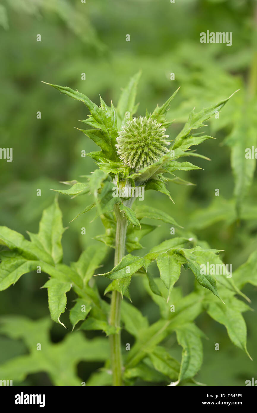 Detail aus Entwicklungsländern Röschen Echinops Globe Thistle wo Blumen haben noch Knospe und Blüte Stockfoto