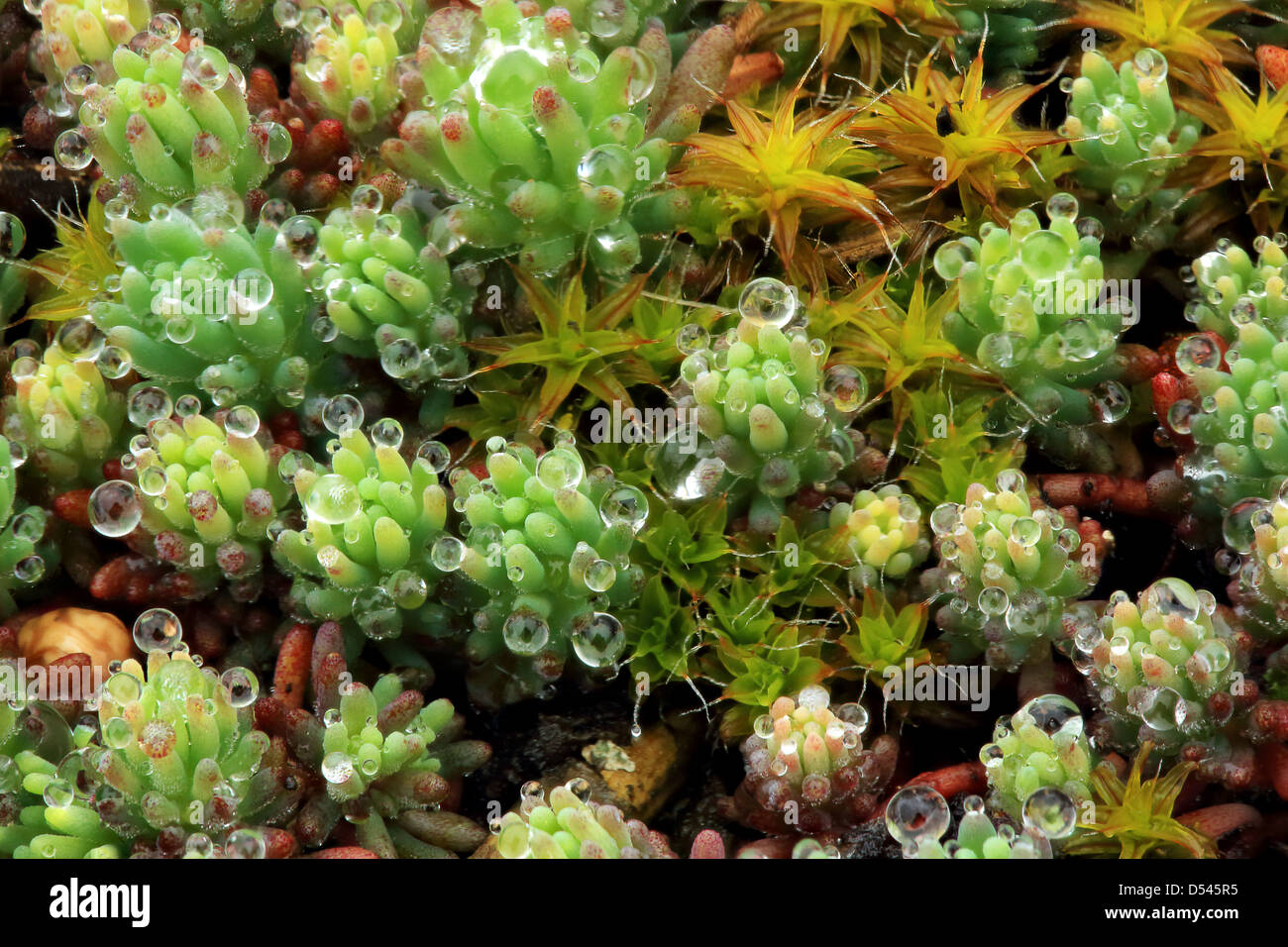 Textur von Moos, Flechten (Sphagnum Goldhahnenfuß) Stockfoto