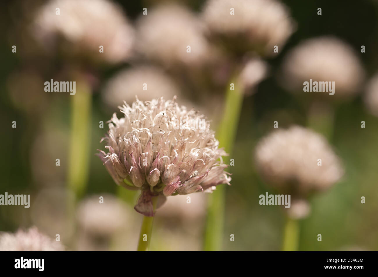 Allium Schoenoprasum frühen Stadien der Blühende Schnittlauch kurz nachdem sie aus dem Gehäuse öffnen Stockfoto