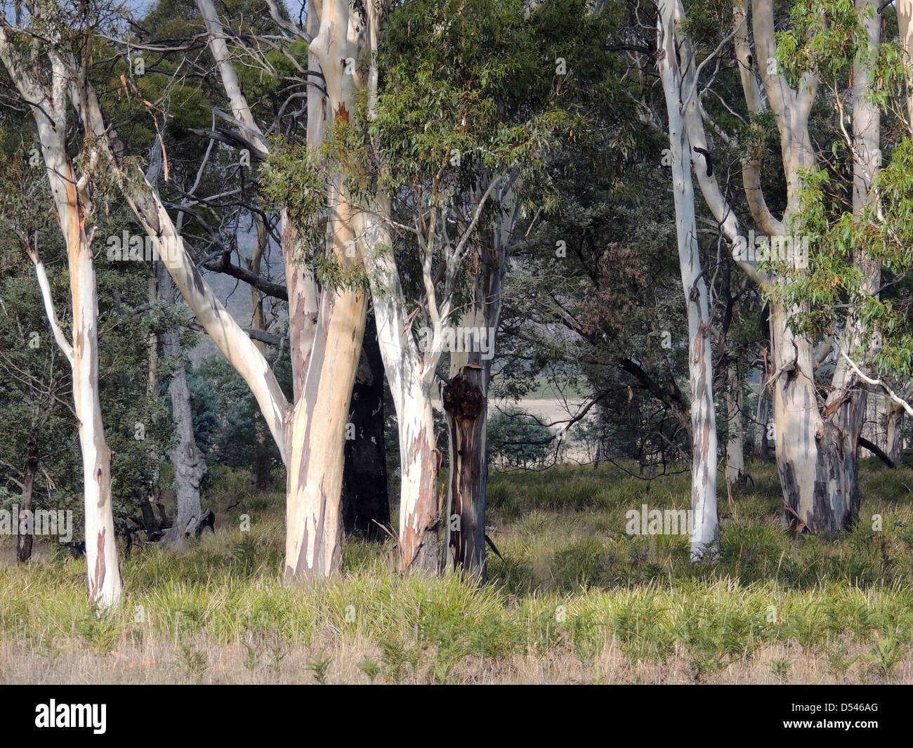 SNOW GUM (Eucalyptus Pauciflora) Bäume in zentrale Tasmanien. Foto Tony Gale Stockfoto