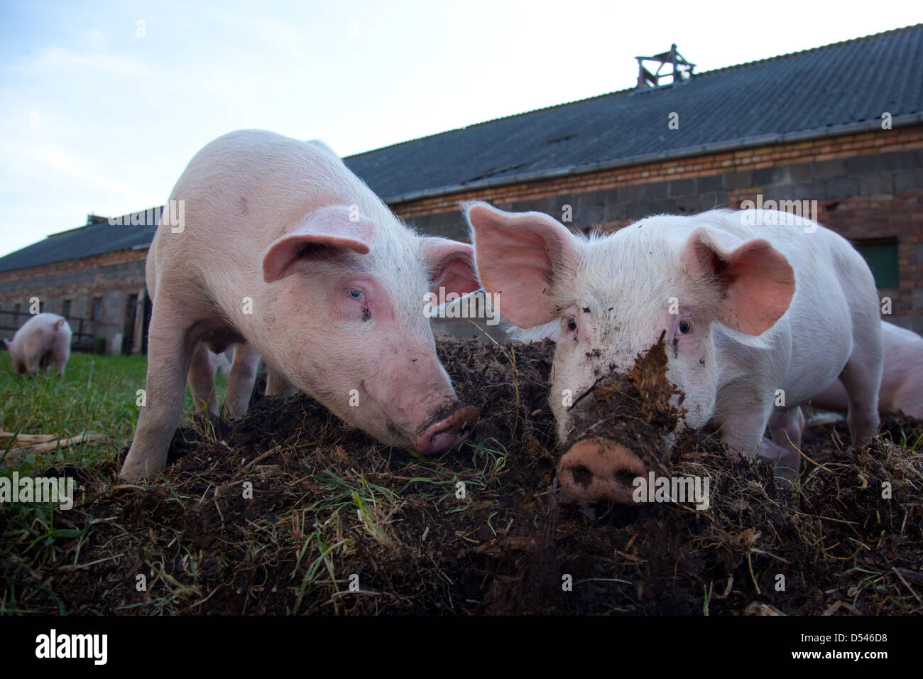 Brandenburg / Havel, Deutschland, Schweine auf einer Wiese Stockfoto