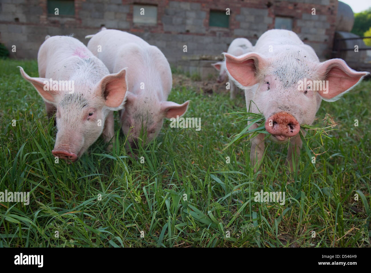 Brandenburg / Havel, Deutschland, Schweine auf einer Wiese Stockfoto