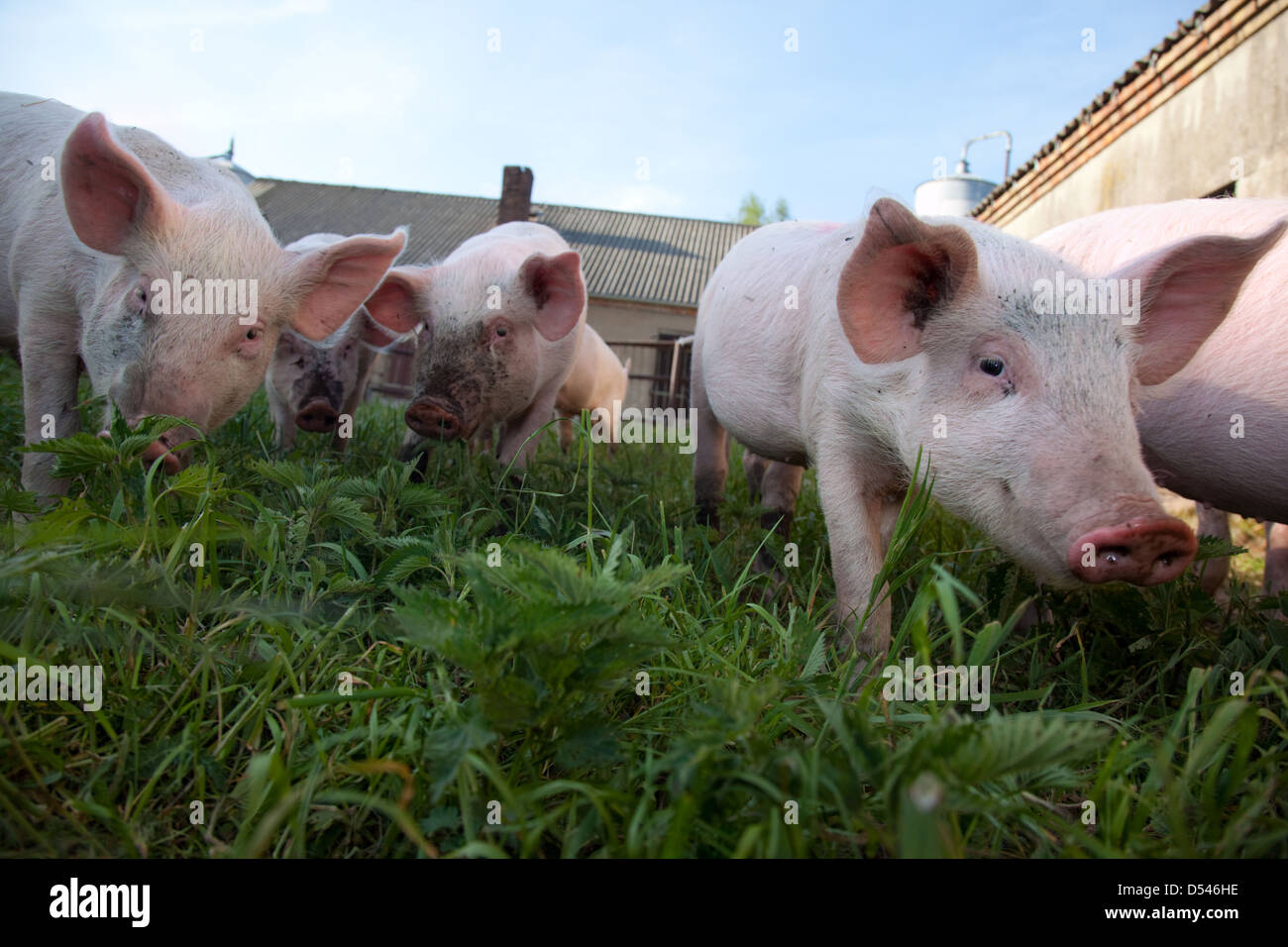 Brandenburg / Havel, Deutschland, Schweine auf einer Wiese Stockfoto