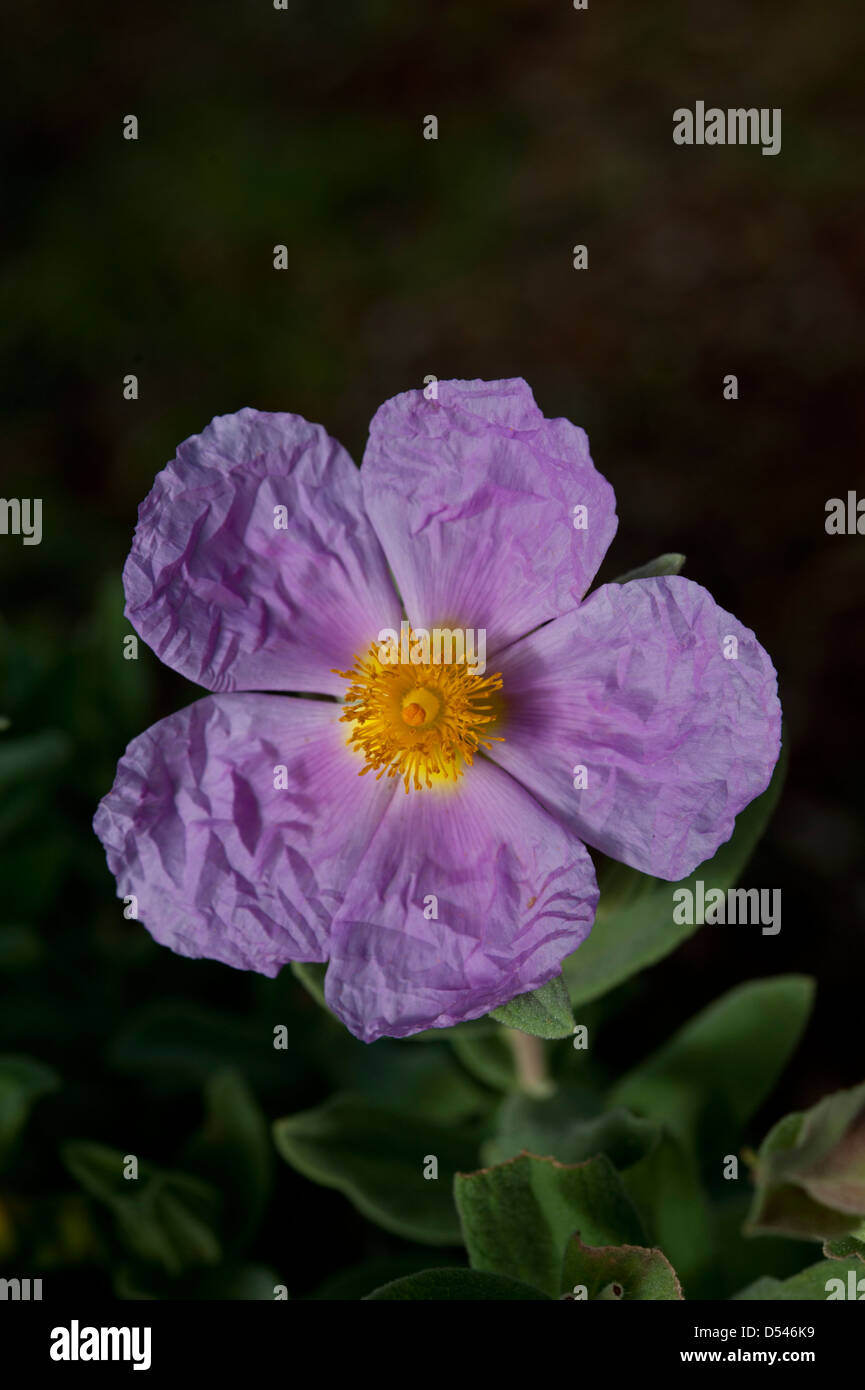 Nahaufnahme von grau-leaved Zistrose, Cistus Albidus, Andalusien, Spanien. Februar. Stockfoto