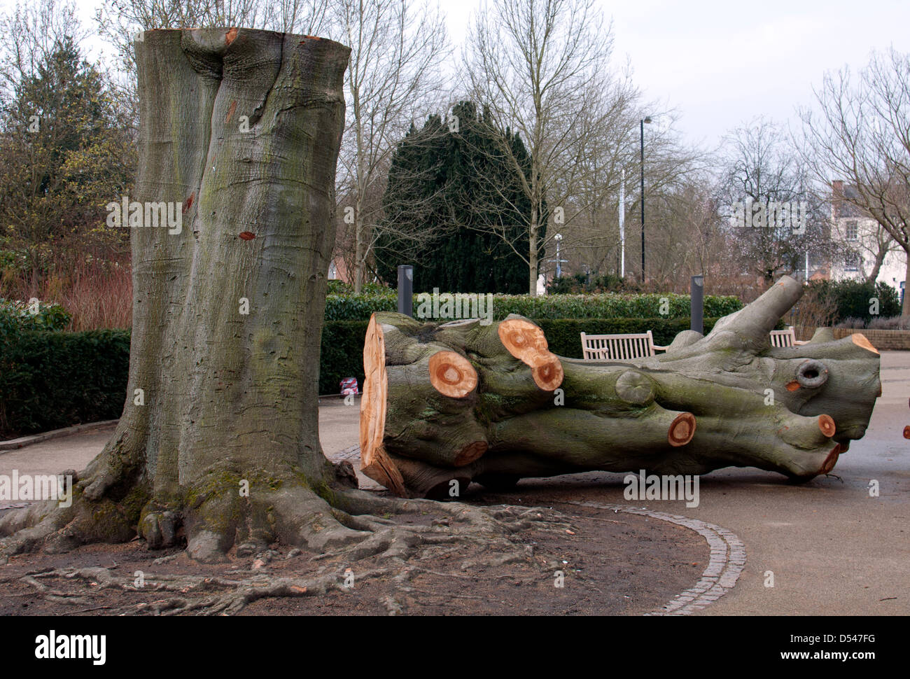 Gefällt großen Buche, Jephson Gärten, Leamington Spa, England Stockfoto