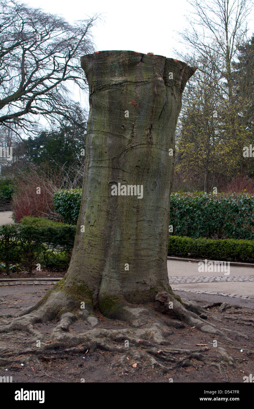 Gefällt großen Buche, Jephson Gärten, Leamington Spa, England Stockfoto