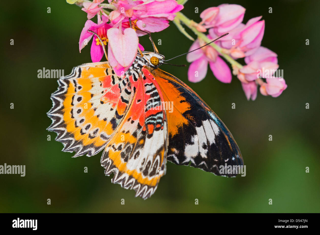 Einen Erwachsenen Red Florfliege Butterfly Fütterung Stockfoto