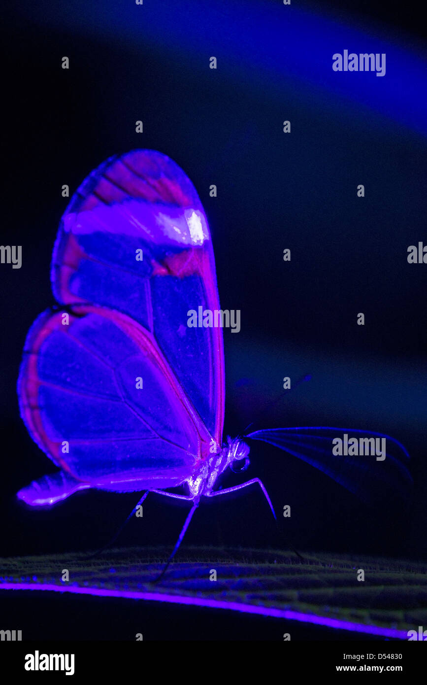 Ein Clearwing Schmetterling unter UV-Licht Stockfoto