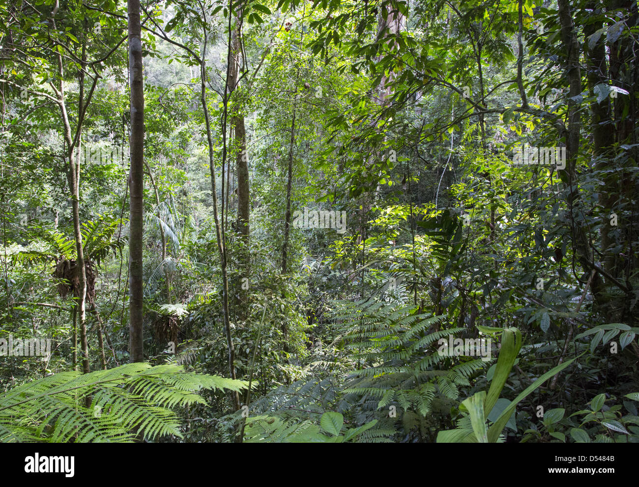 Dichten tropischen Regenwald in Frasers Hill, Malaysia Stockfoto