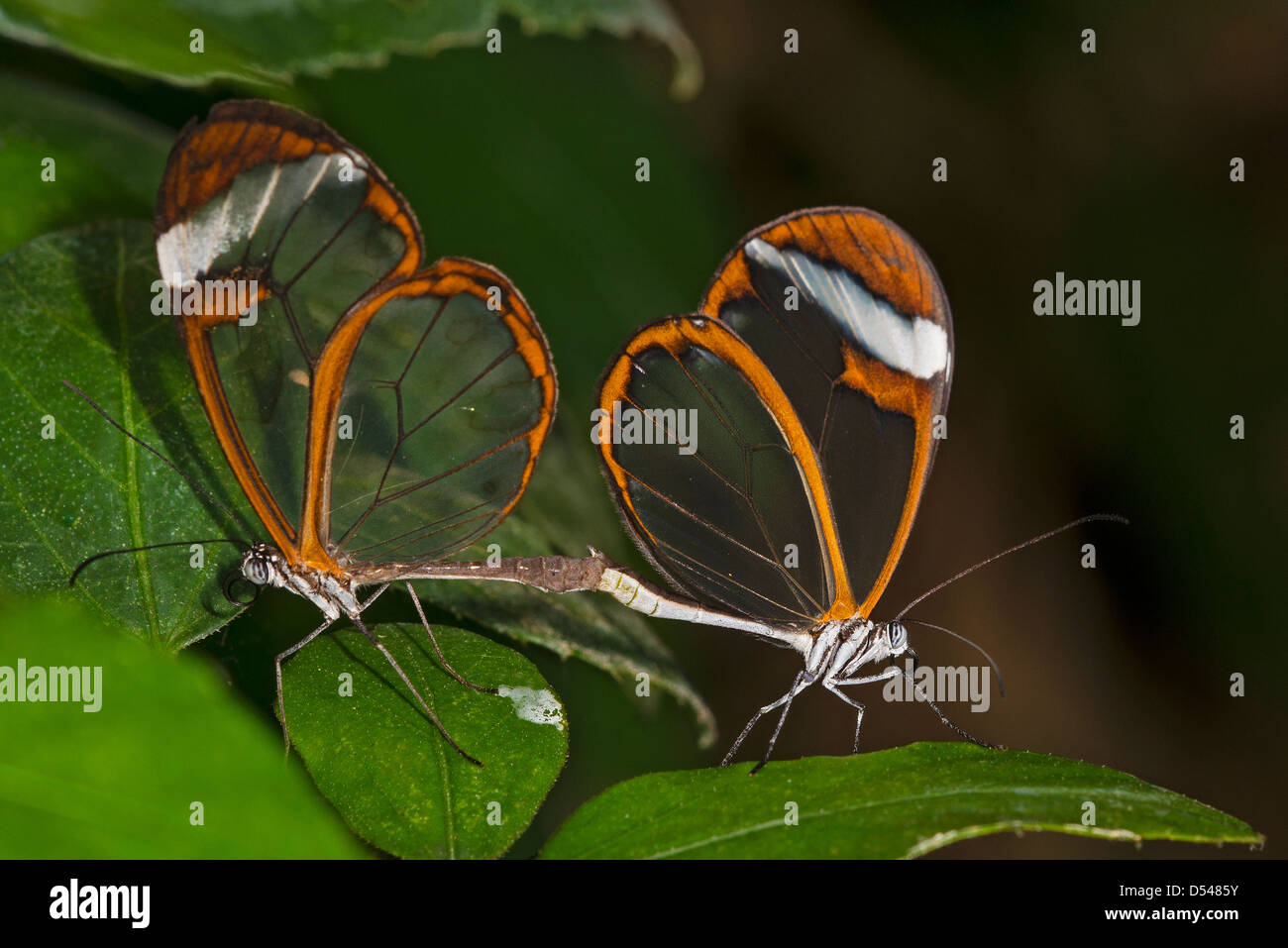 Ein paar Clearwing Schmetterlinge Paarung Stockfoto