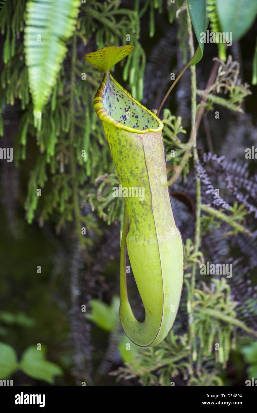 Kannenpflanze (Nepenthes Gracilis), Frasers Hill, Malaysia Stockfoto
