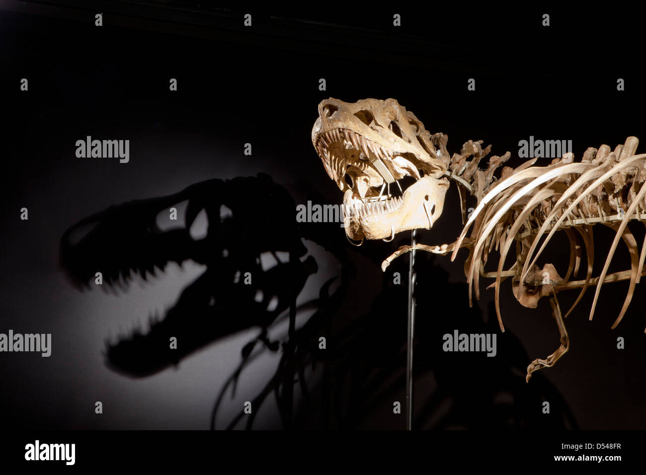 Tarbosaurus Bataar, Ausstellung von Dinosauriern aus der Wüste Gobi in der Mongolei. CosmoCaixa-Museum, Barcelona, Spanien Stockfoto