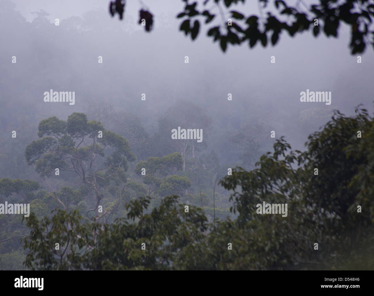 Regenwald-Bäume, eingehüllt in Nebel, Frasers Hill, Malaysia Stockfoto