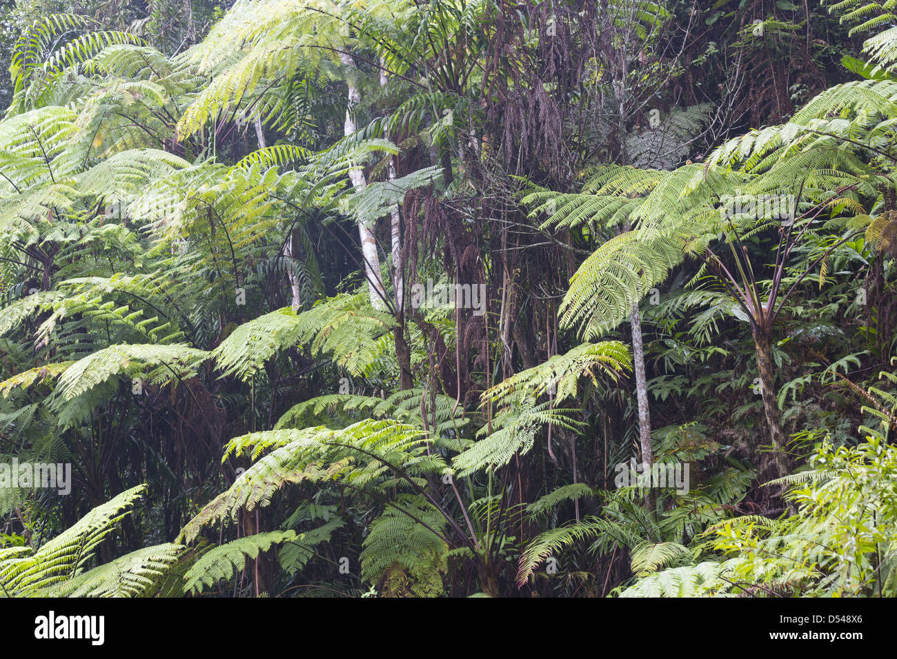 Baumfarne wachsen in einem Regenwald, Frasers Hill, Malaysia Stockfoto