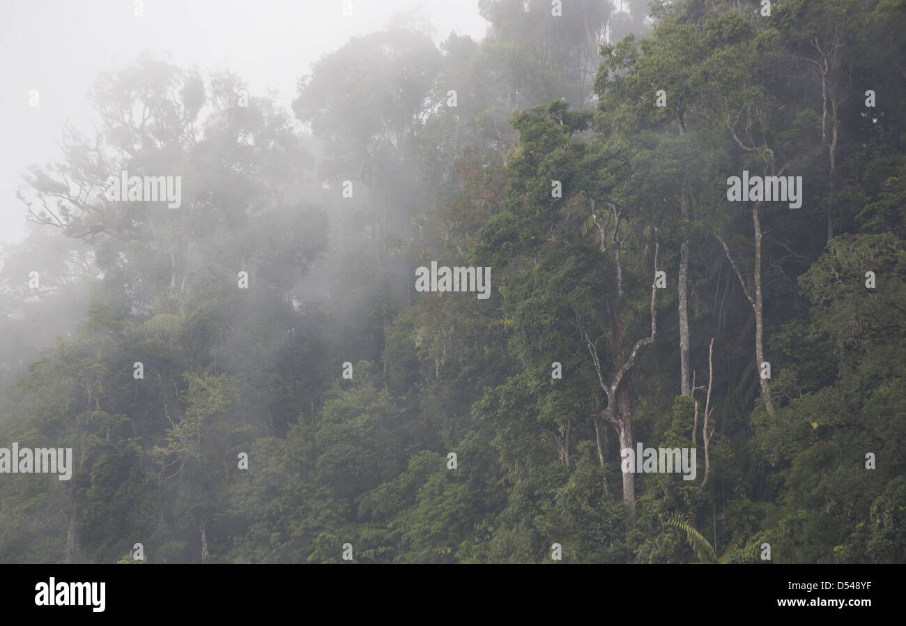 Regenwald-Bäume, eingehüllt in Nebel, Frasers Hill, Malaysia Stockfoto