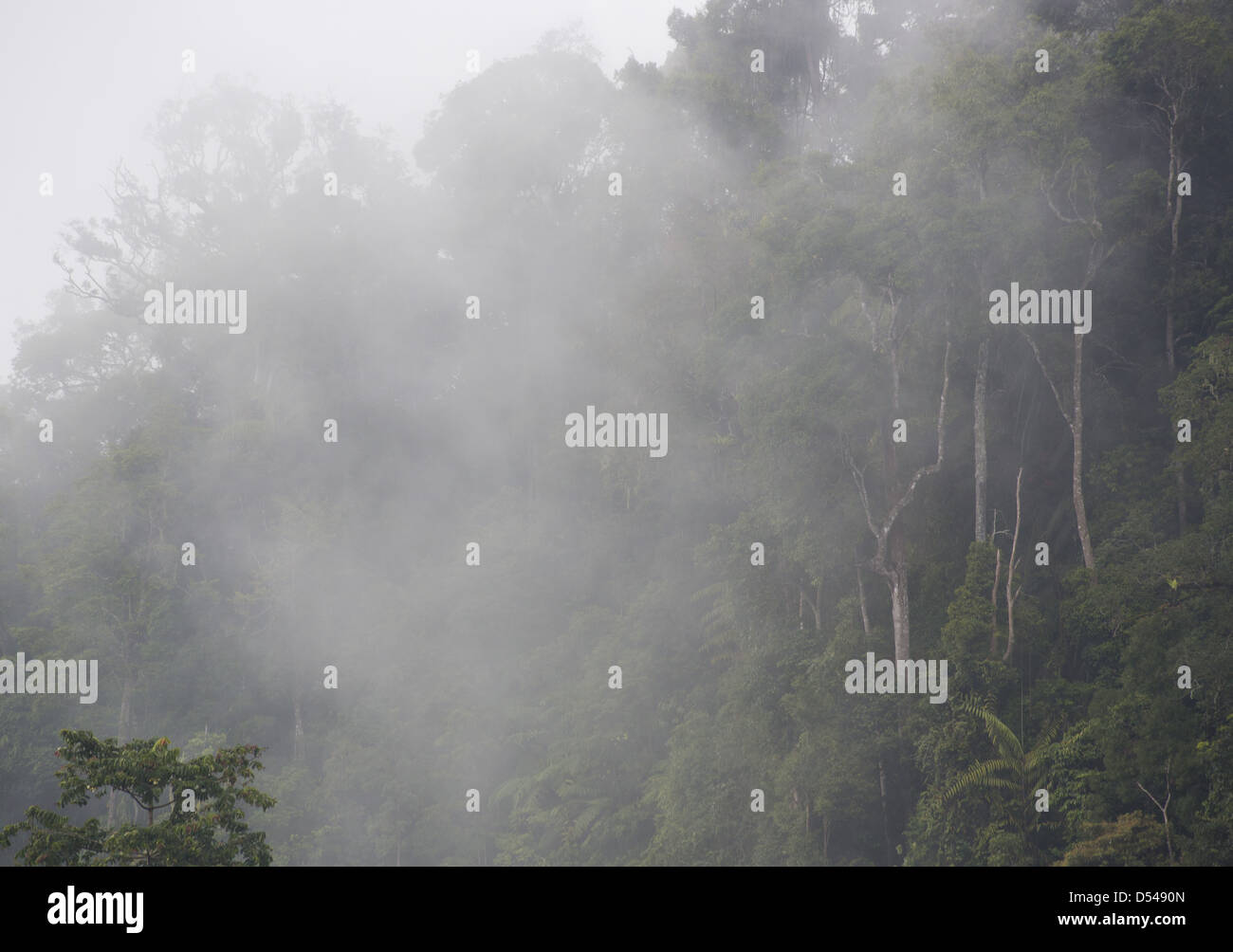 Regenwald-Bäume, eingehüllt in Nebel, Frasers Hill, Malaysia Stockfoto
