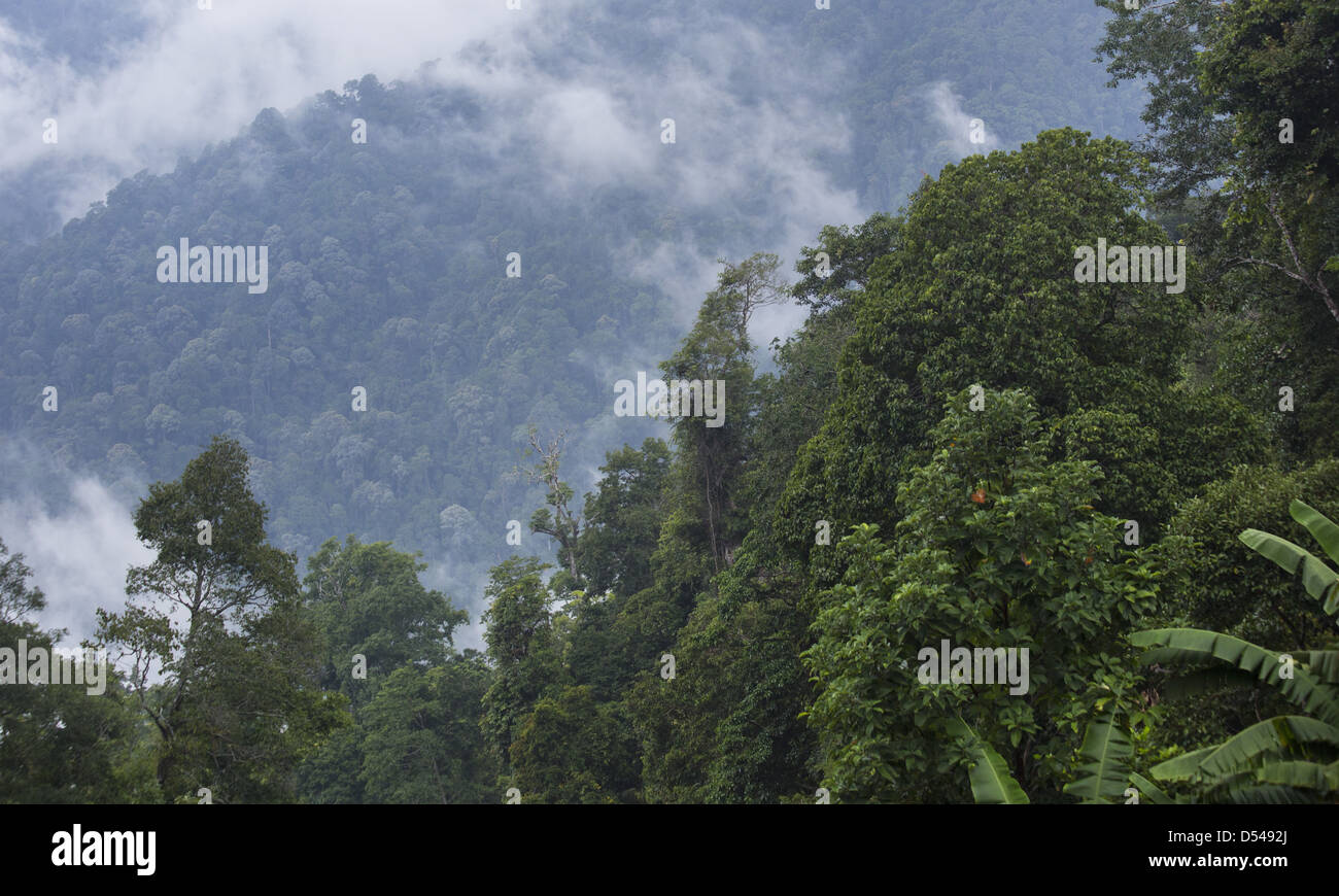 Tropischen Regenwald an Frasers Hill, Malaysia Stockfoto