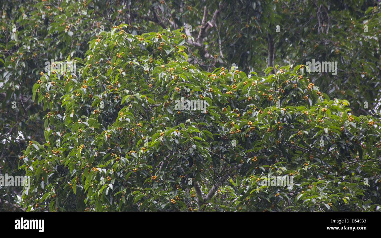 Winzige orange Früchte auf einem Regenwald Fig, The Gap, Malaysia Stockfoto