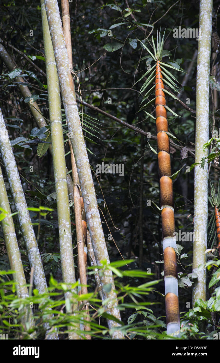 Sehr schnell wachsendes gras Stockfotos und bilder Kaufen Alamy