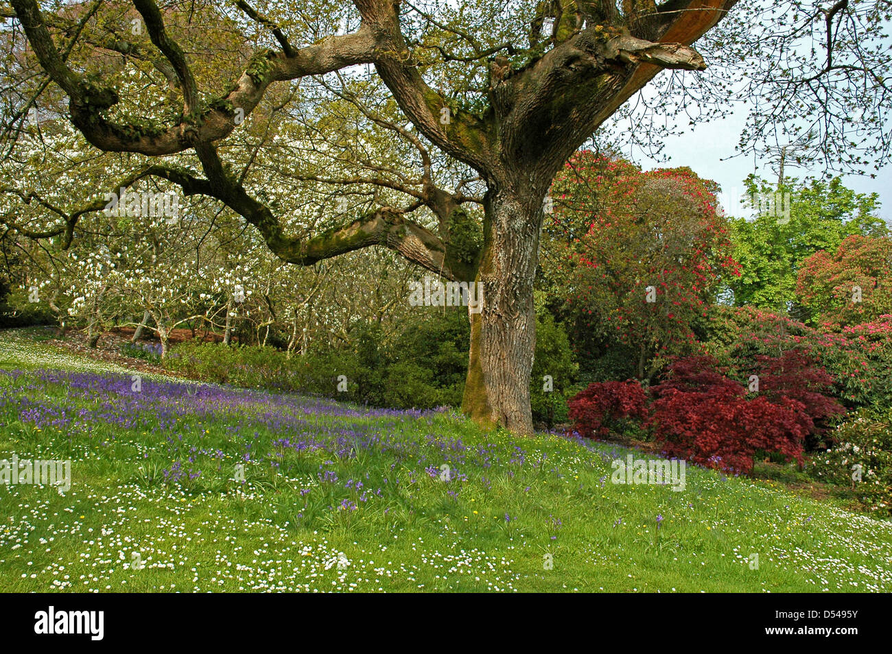 Spanische Glockenblumen, Magnolien und Rhododendren am Mount Congreve Estate.  April.  Mit freundlicher Genehmigung. Stockfoto