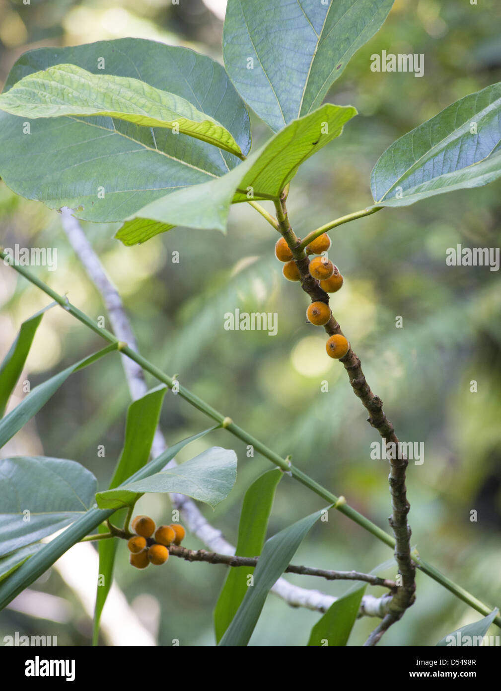 Kleine orange Früchte auf einem Regenwald Fig, The Gap, Malaysia Stockfoto