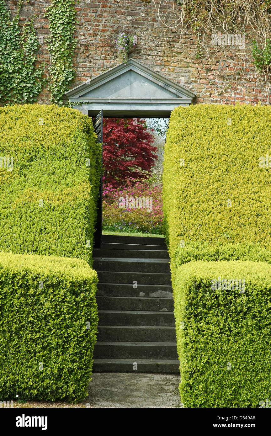 Formale Hecke, Mauer, Stufen. Mount Congreve Estate. Mit freundlicher Genehmigung. Stockfoto