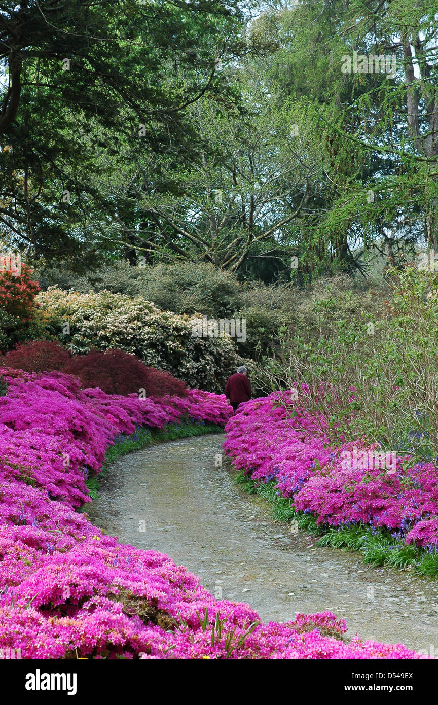 Rosa Azaleen und Glockenblumen, Mount Congreve Estate gesäumter Weg. Mit freundlicher Genehmigung. Stockfoto